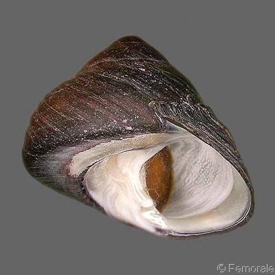 Tegula (gastropod) Tegula funebralis