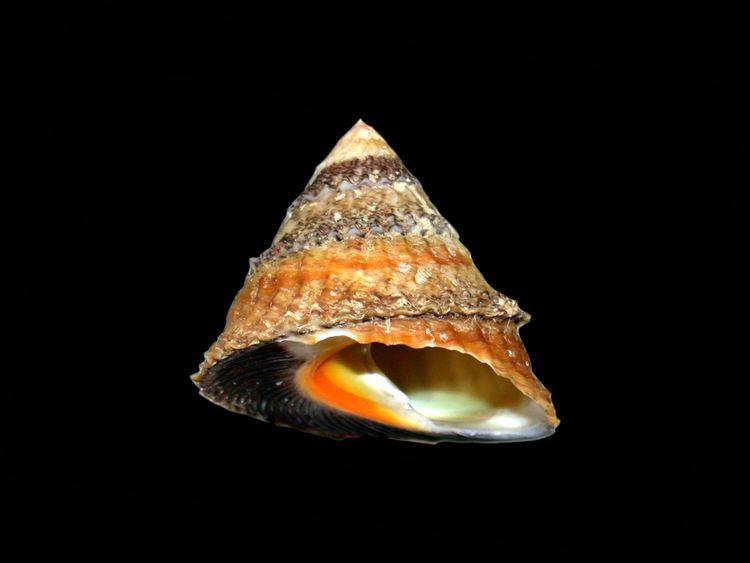 Tegula (gastropod) Holman Shell Collection