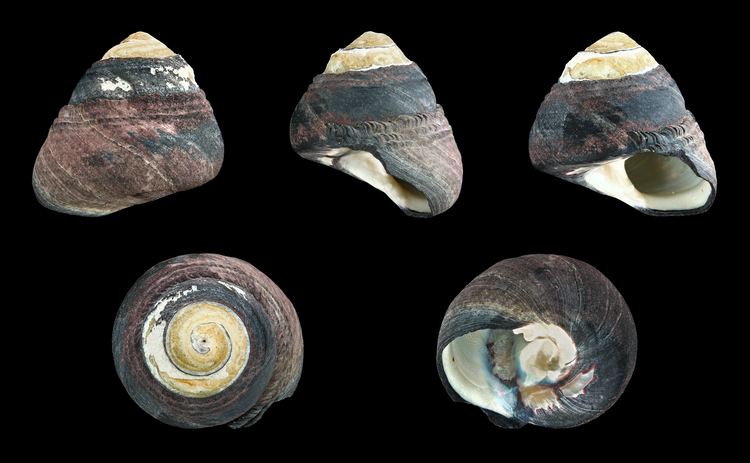 Tegula (gastropod) httpsuploadwikimediaorgwikipediacommons77