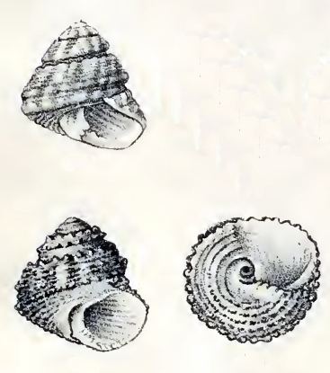 Tegula (gastropod) Tegula gastropod WikiVisually