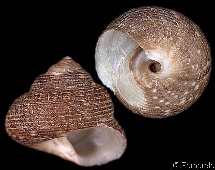 Tegula (gastropod) Tegulapatagonica2jpg