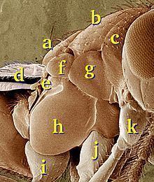 Tegula (insect anatomy) httpsuploadwikimediaorgwikipediacommonsthu