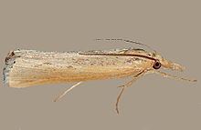 Tehama (moth) httpsuploadwikimediaorgwikipediacommonsthu