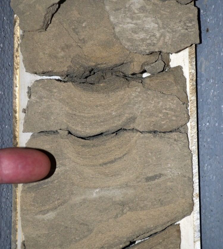 Teichichnus Teichichnus Trace Fossils of the San Joaquin Valley