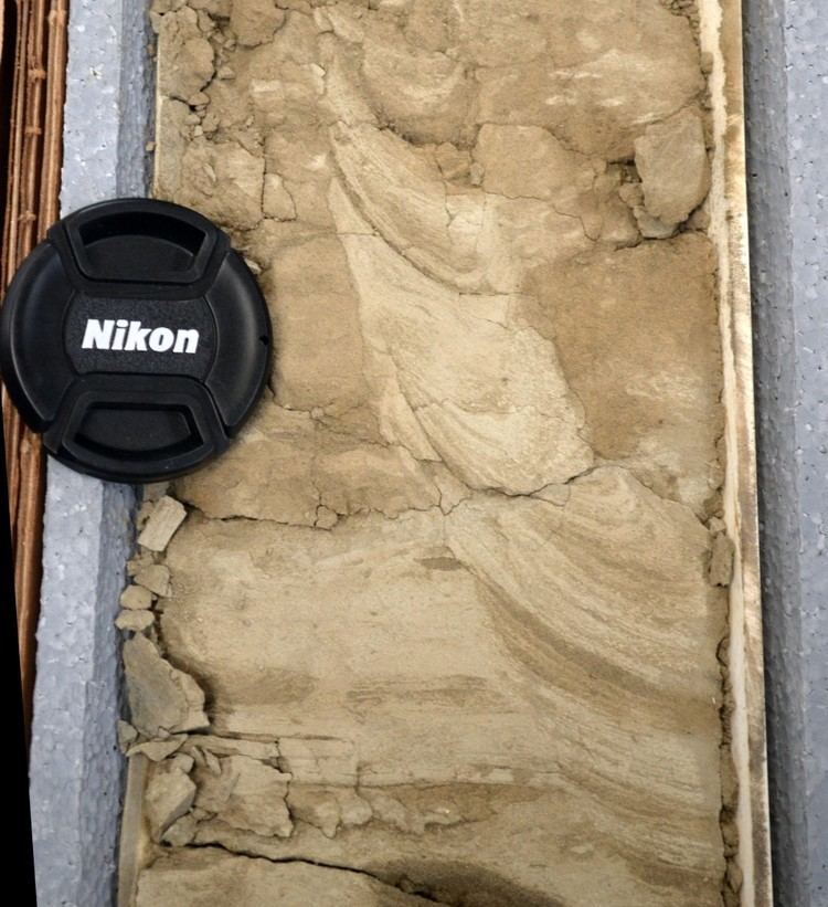 Teichichnus Teichichnus Trace Fossils of the San Joaquin Valley
