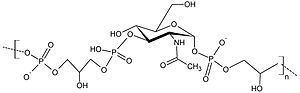 Teichoic acid Teichoic acid Wikipedia