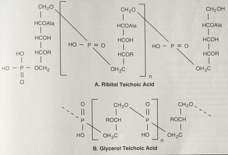 Teichoic acid Teichoic AcidLipoteichoic acid Characteristics and Medical