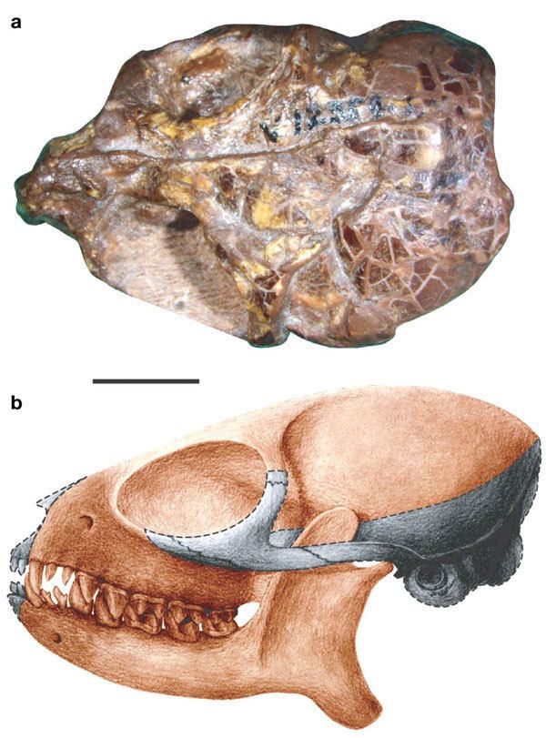 Teilhardina Sinanthropus New Evidence for the Asian Origins of Primates