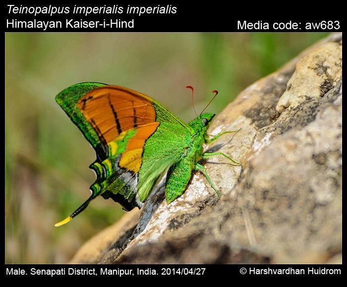 Teinopalpus Teinopalpus imperialis KaiseriHind Butterflies of India