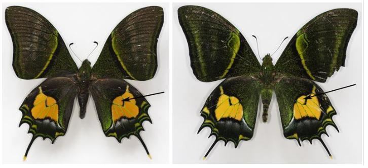Teinopalpus Precious butterfly teinopalpus aureus in Vietnam