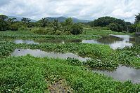 Tela River httpsuploadwikimediaorgwikipediacommonsthu