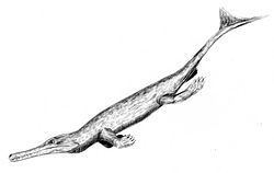Teleidosaurus httpsuploadwikimediaorgwikipediacommonsthu