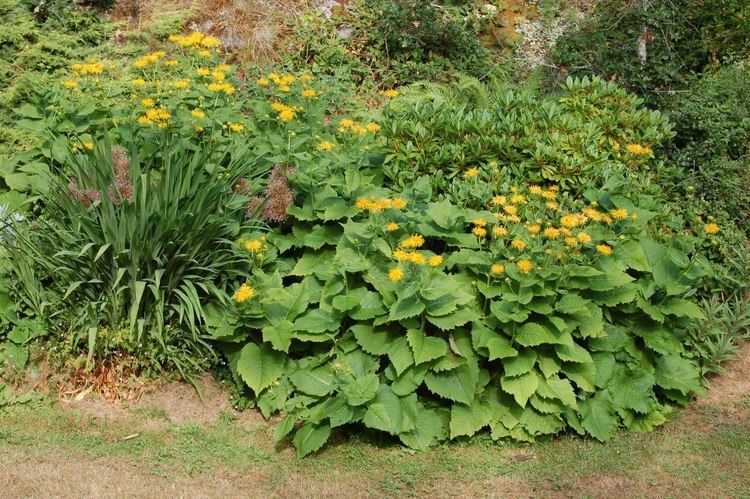 Telekia Garden Notes from Leaning Oaks Giant Oxeye Daisy Telekia speciosa