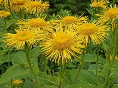 Telekia Telekia speciosa Manual of the Alien Plants of Belgium