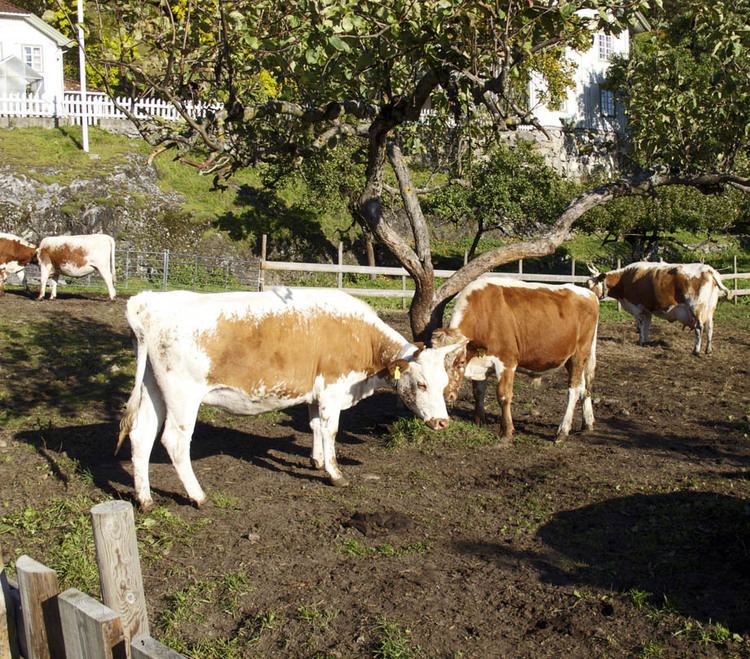 Telemark cattle Bjrge farm Matfestivaler