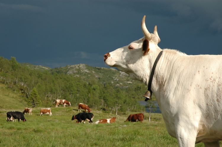Telemark cattle FileTelemarkcattleJPG Wikimedia Commons