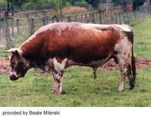 Telemark cattle Breeds of Livestock Telemark Cattle Breeds of Livestock