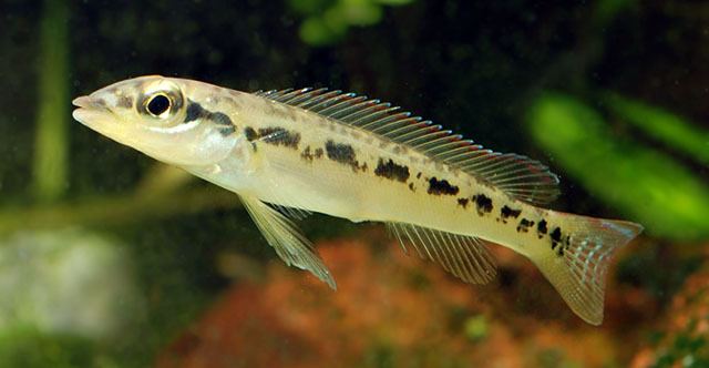 Teleocichla wwwfishbaseseimagesspeciesTecenm0jpg