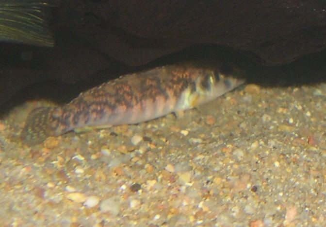 Teleocichla teleocichla sp Xingu IIIdots The Cichlid Room Companion