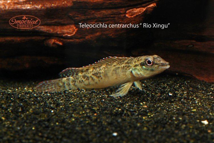 Teleocichla Teleocichla centrarchus Imperial Tropicals