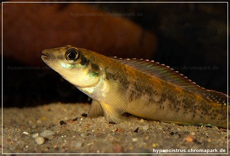 Teleocichla CichlidForum Cichlid Guessing Game