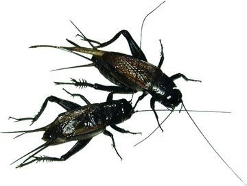 Teleogryllus A male bottom and a female top black field cricket Teleogryllus