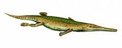 Teleosauridae httpsuploadwikimediaorgwikipediacommonsthu