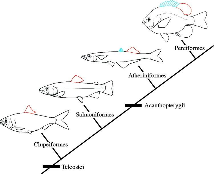 Teleost Locomotor function of the dorsal fin in teleost fishes experimental