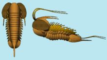Telephinidae httpsuploadwikimediaorgwikipediacommonsthu