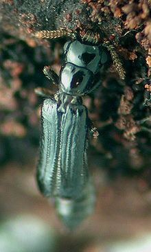 Telephone-pole beetle httpsuploadwikimediaorgwikipediacommonsthu