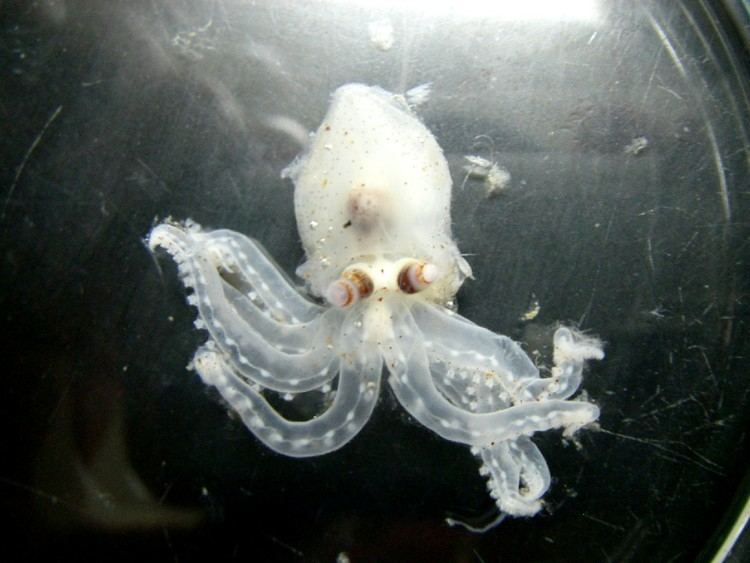 Telescope octopus Marine Life Telescope Octopus