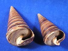 Telescopium (gastropod) httpsuploadwikimediaorgwikipediacommonsthu