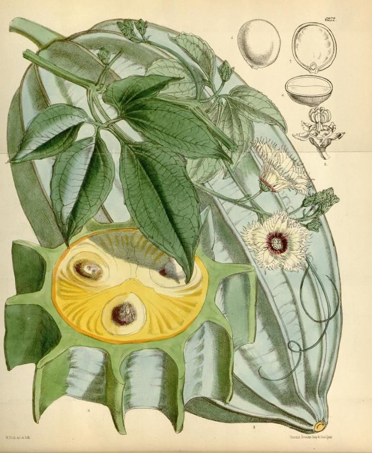 Telfairia occidentalis httpsuploadwikimediaorgwikipediacommons55