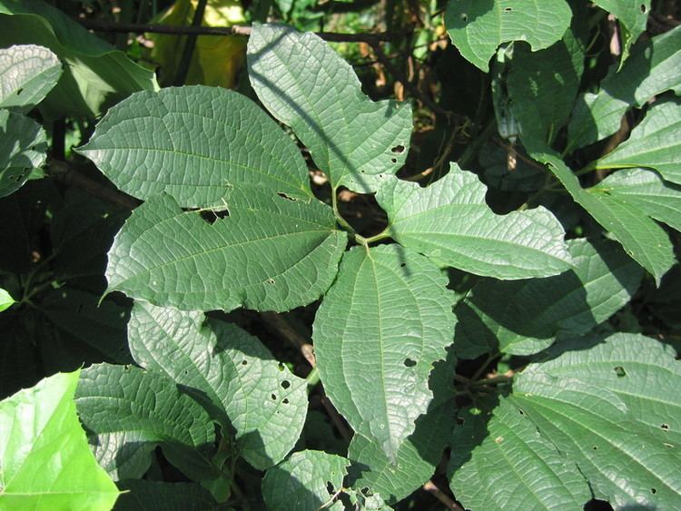 Telfairia occidentalis Central African Plants A Photo Guide Telfairia occidentalis Hookf