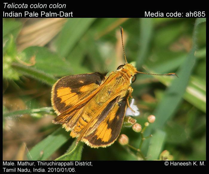 Telicota Telicota colon Pale PalmDart Butterflies of India