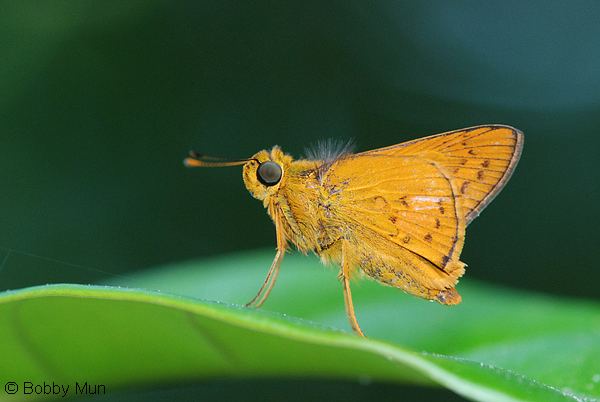 Telicota ButterflyCircle Checklist