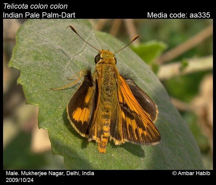 Telicota colon Telicota colon Pale PalmDart Butterflies of India