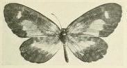 Telipna citrimaculata