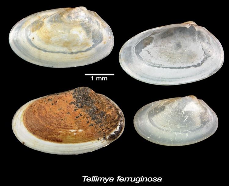 Tellimya ferruginosa naturalhistorymuseumwalesacukbritishbivalvesi