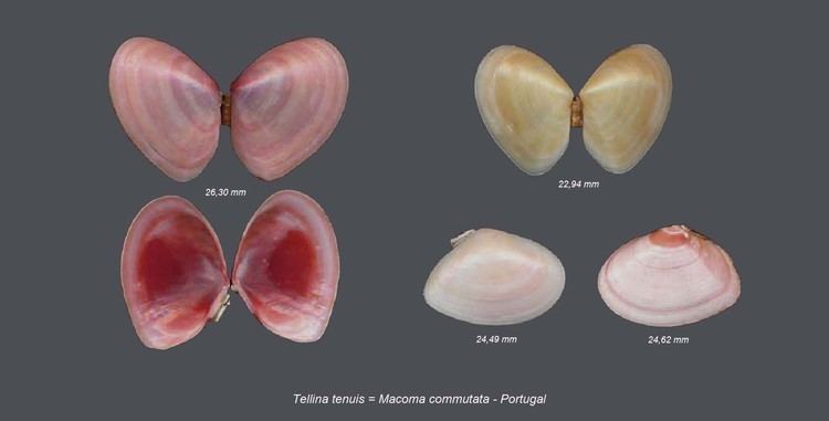 Tellina tenuis Shells Collection