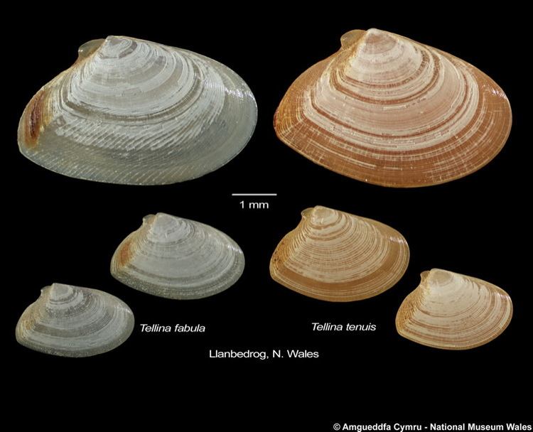 Tellina tenuis Tellina tenuis da Costa 1778 Marine Bivalve Shells of the British