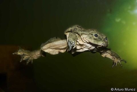 Telmatobius Telmatobius culeus Titicaca Water Frog