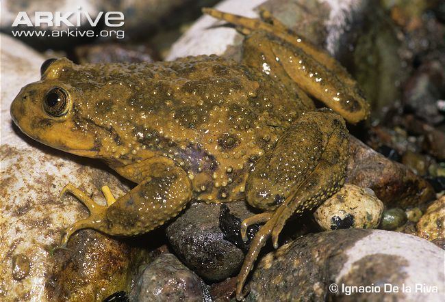 Telmatobius Marbled water frog videos photos and facts Telmatobius marmoratus