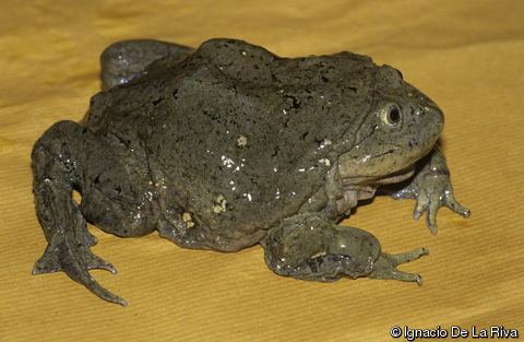 Telmatobius culeus Telmatobius culeus Titicaca Water Frog