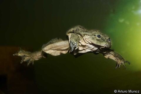 Telmatobius culeus Telmatobius culeus Titicaca Water Frog