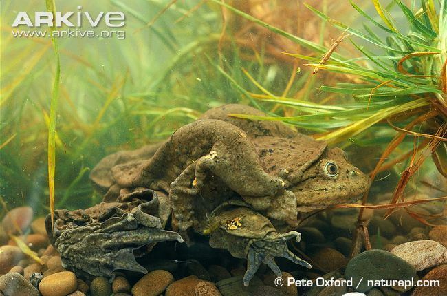 Telmatobius culeus Titicaca water frog videos photos and facts Telmatobius culeus