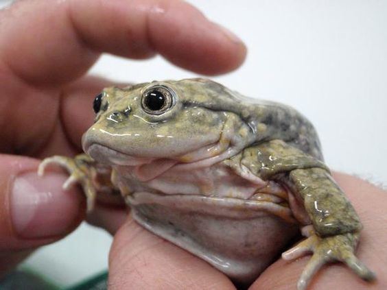 Telmatobius culeus Lake Titicaca Water Frog Telmatobius culeus Fancy Frogs amp Such