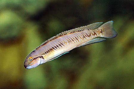 Telmatochromis Telmatochromis vittatus Seriously Fish