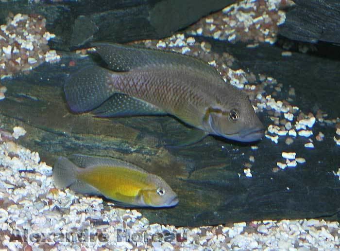 Telmatochromis telmatochromis dhonti and gnatochromis pfefferi The Cichlid Room