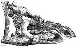 Telmatosaurus Telmatosaurus Wikipedia